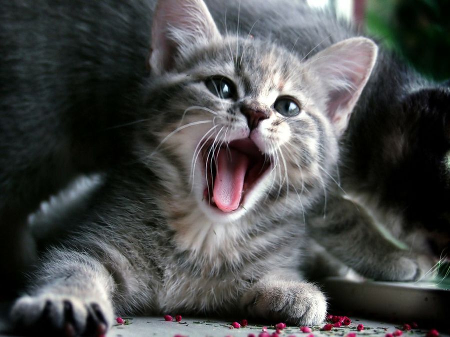 Gato