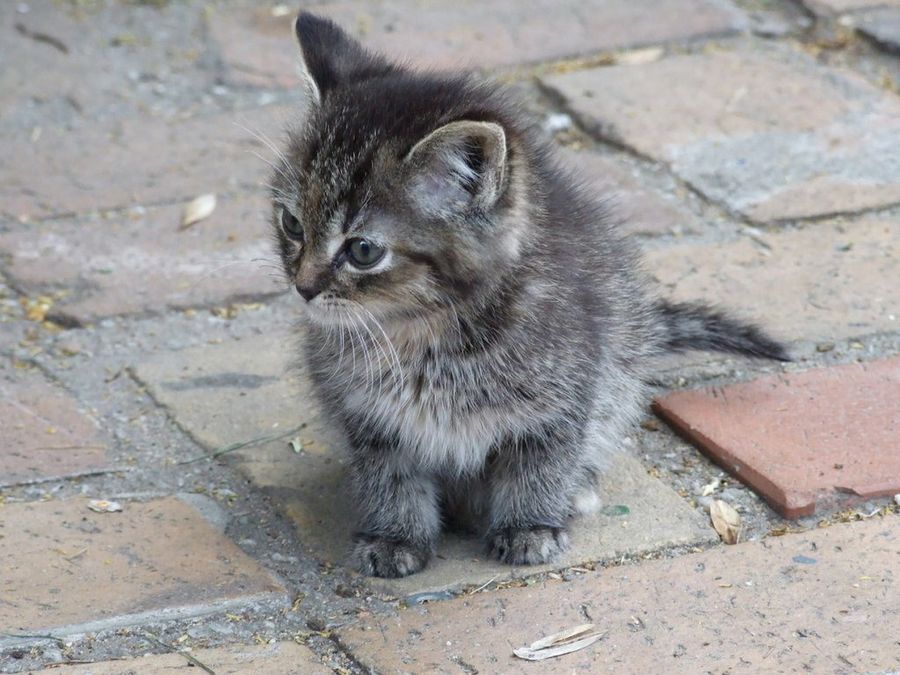 Gato