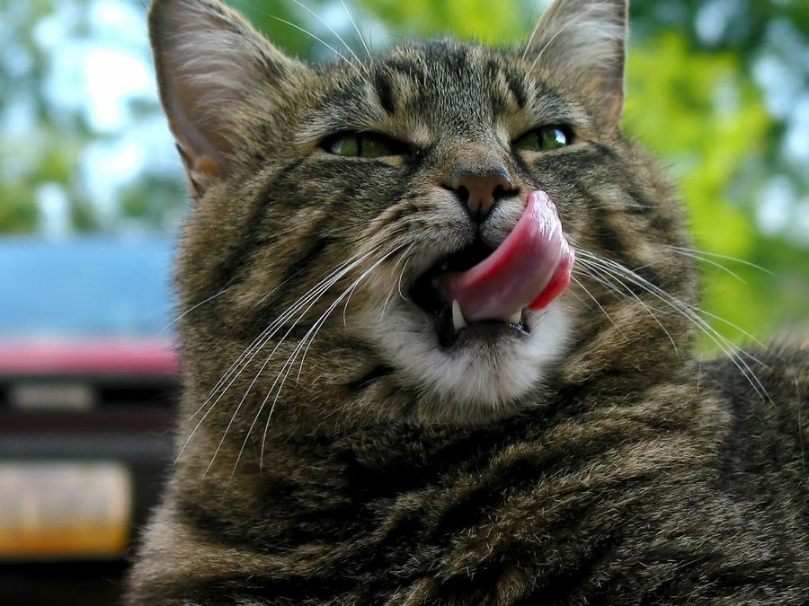 Gato
