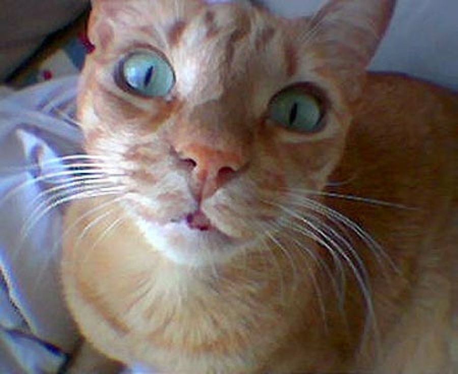 gato ojos azules
