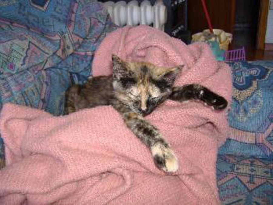 gato enfermo con manta rosa