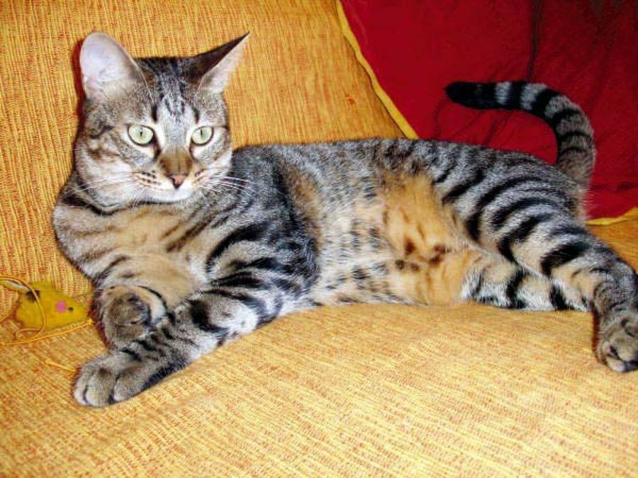 gata tumbada en el sofá