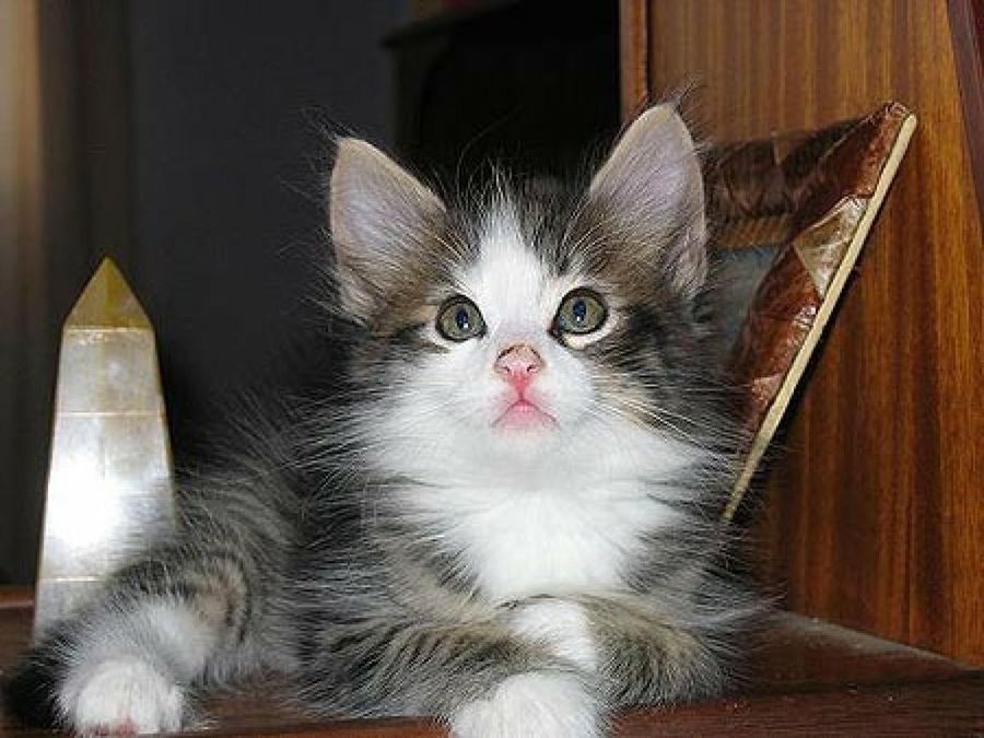 gato pequeño