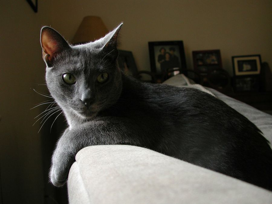 gato azul ruso en sofa