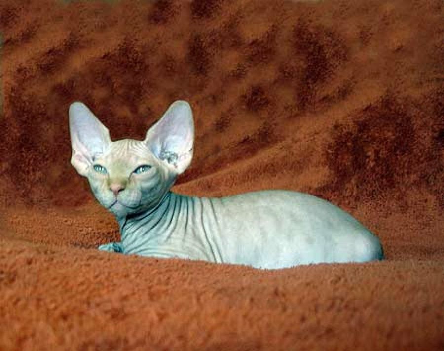gato esfinge tumbado
