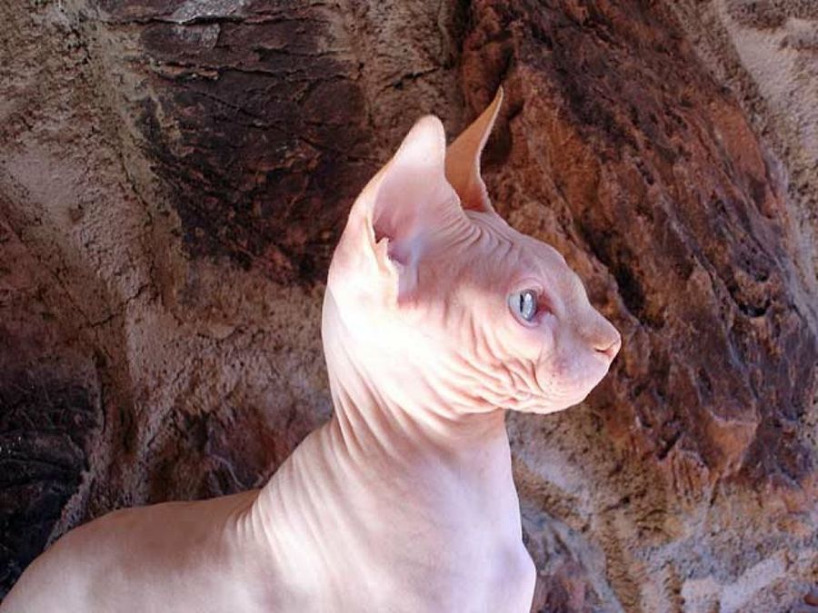 perfil gato esfinge