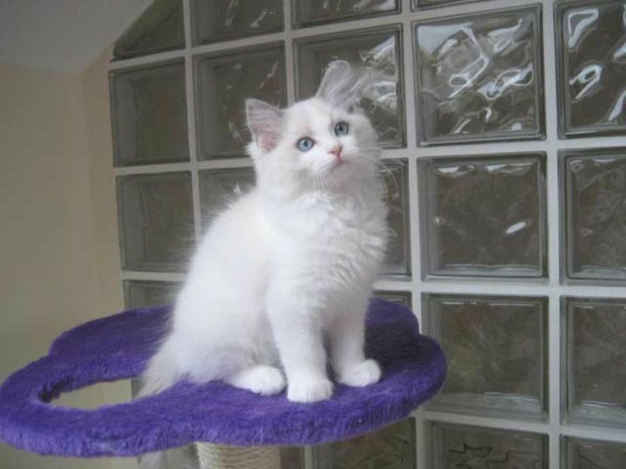 ragdoll en cristalera