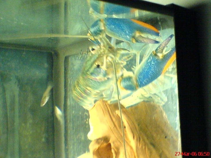 Visor