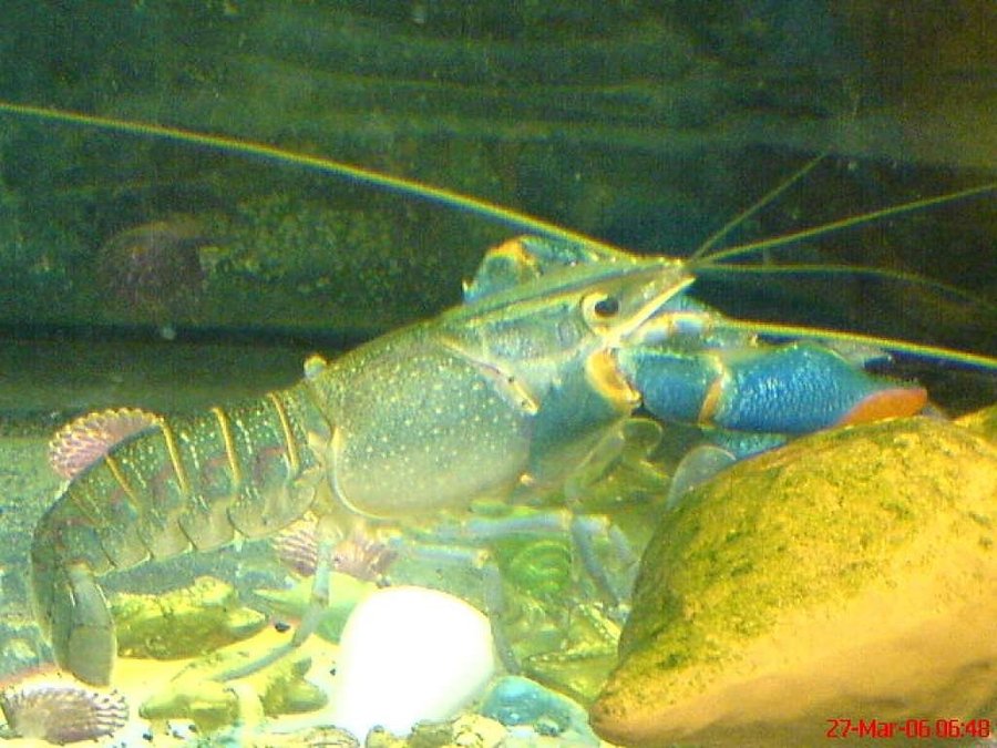 Visor