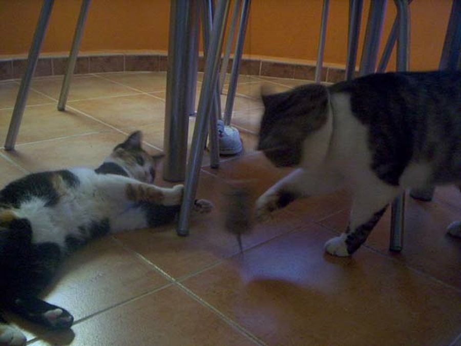 gatos jugando