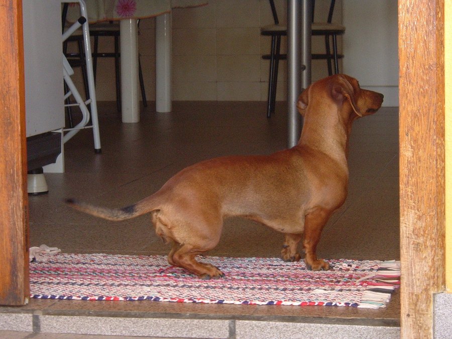 teckel