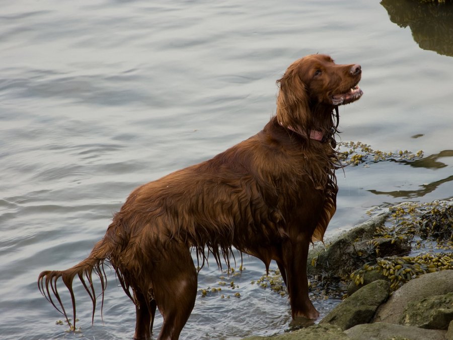 setter irlandes
