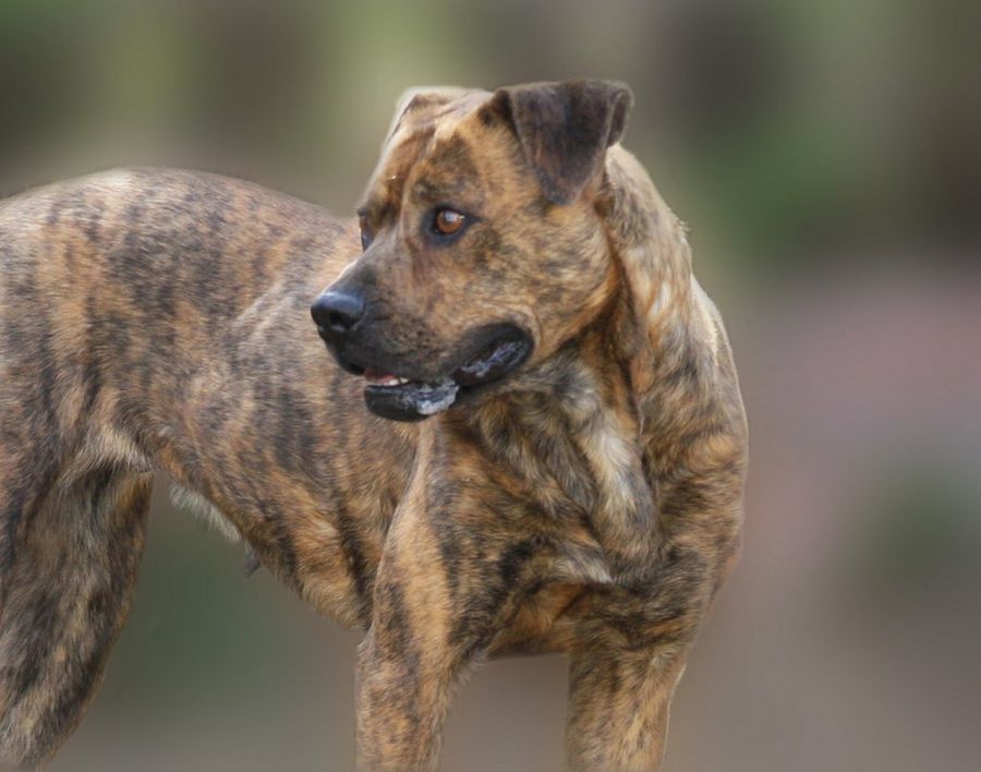 american staffordshire terrier