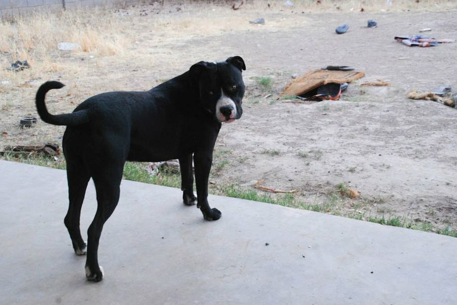 pit bull terrier americano