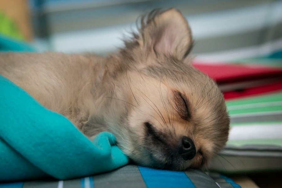 Las Fotos Más Tiernas De Cachorros Durmiendo ¿con Cuál Te Quedas