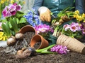 Cuidados De La Flor De Pascua O Estrella Federal Plantas