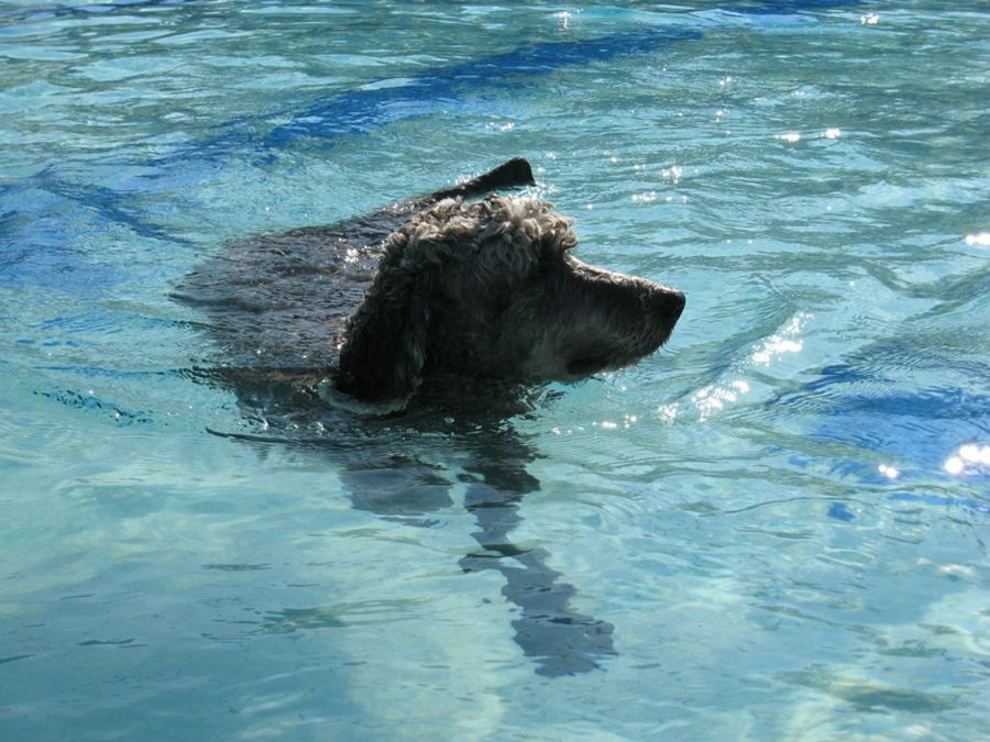 perro nadando