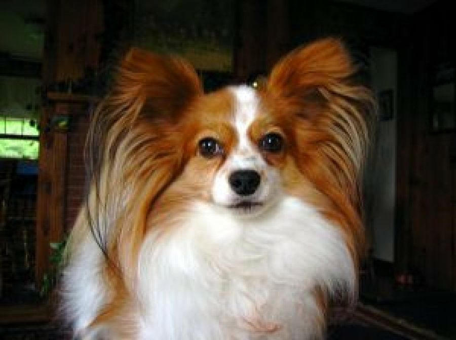 Papillón