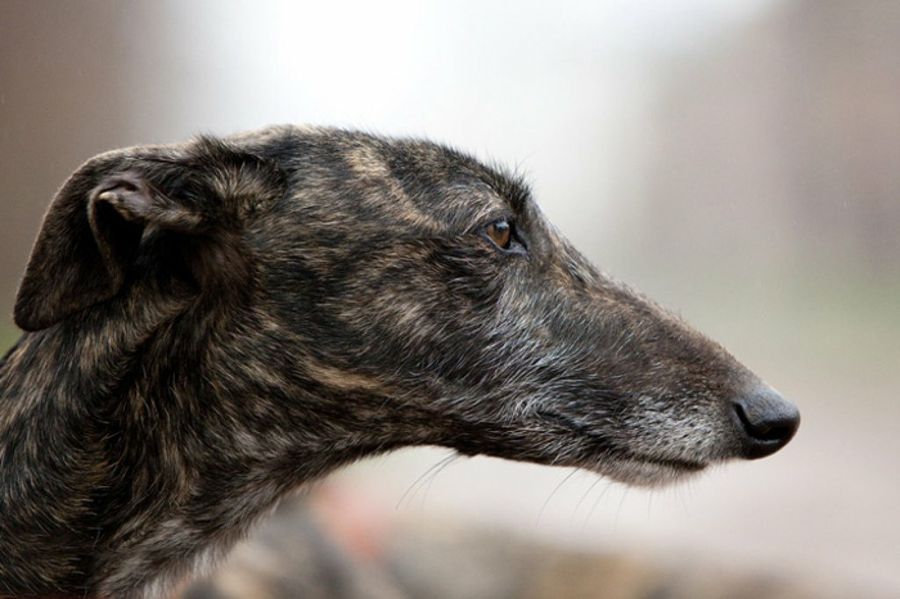 galgo