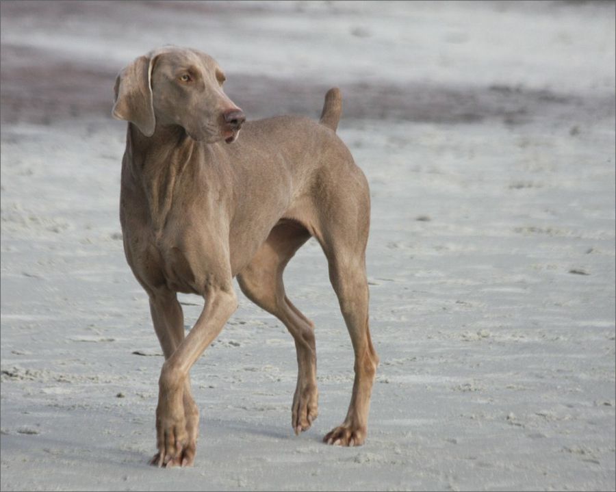 weimaraner