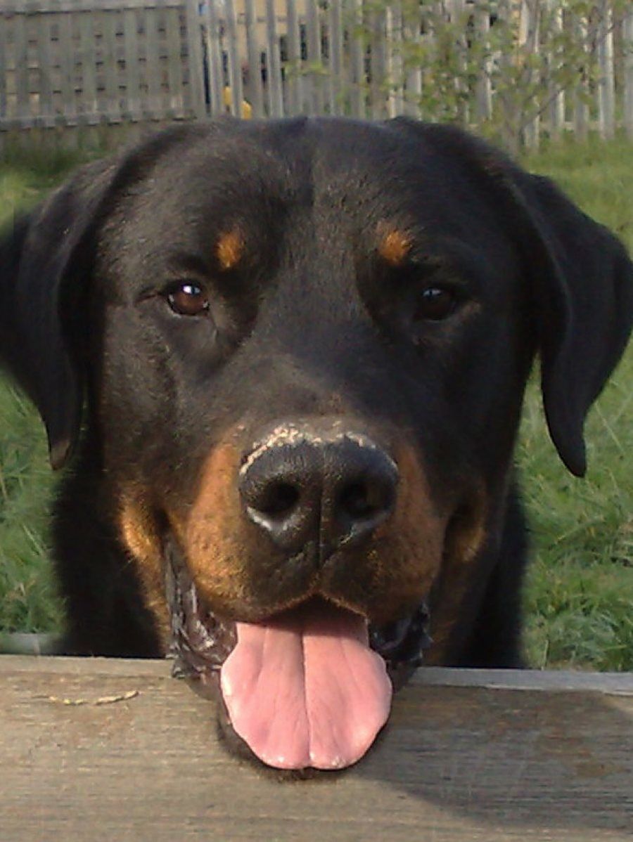 Beauceron 2