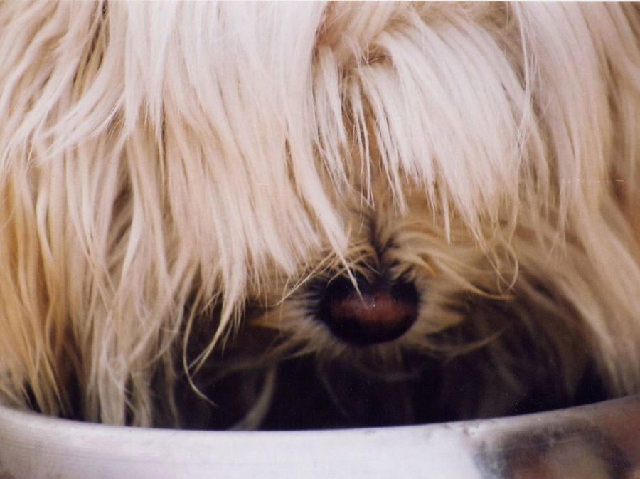 comida perros