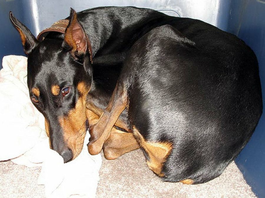 Pinscher