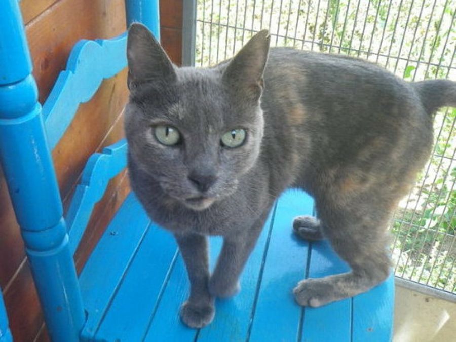 terapia asistida animales de compañia