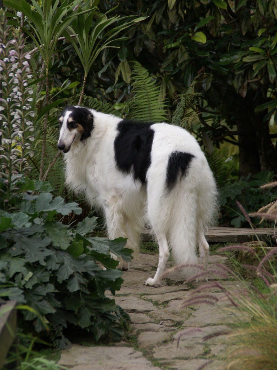 Borzoi