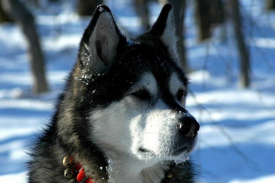 Husky