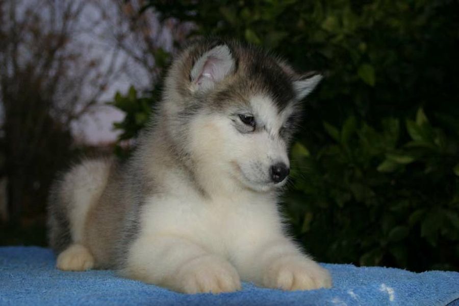 Cachorro
