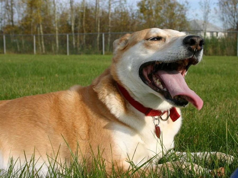 Perro