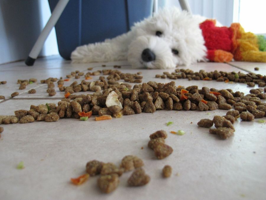 perro y comida
