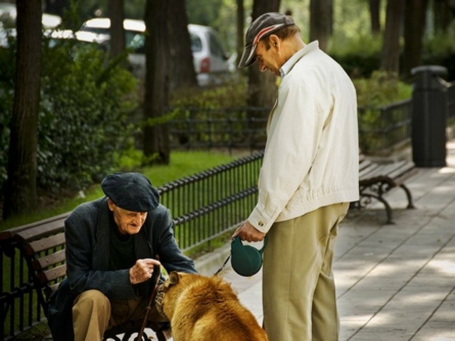 perro y anciano