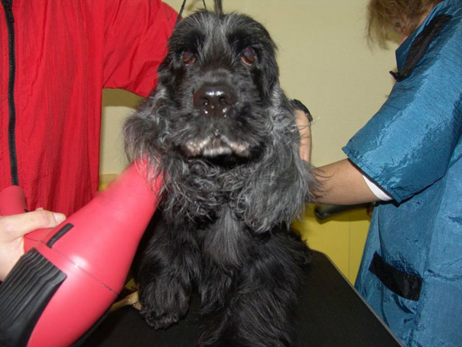 perro negro