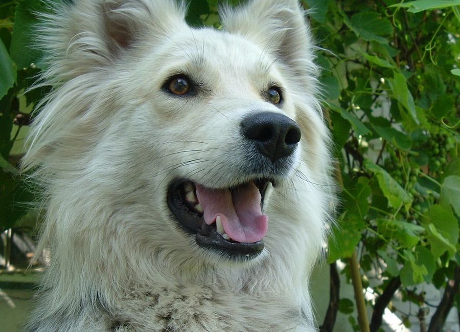 Perro