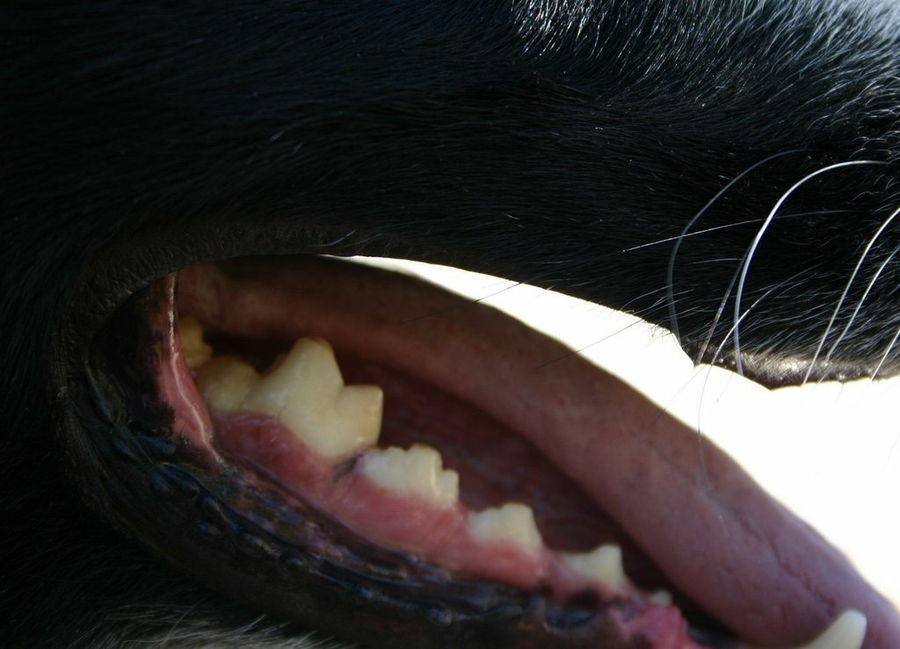 Perro