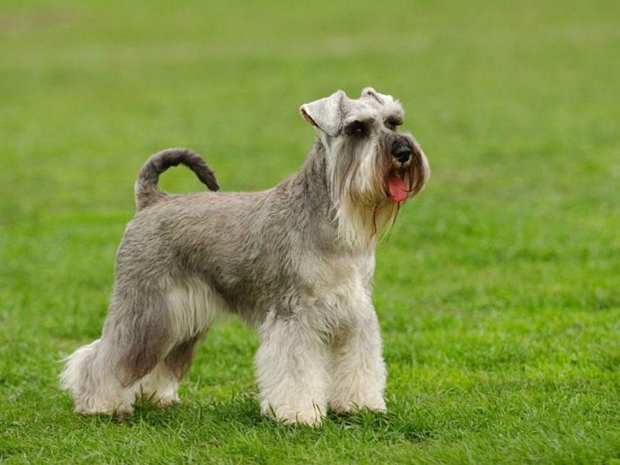 perro