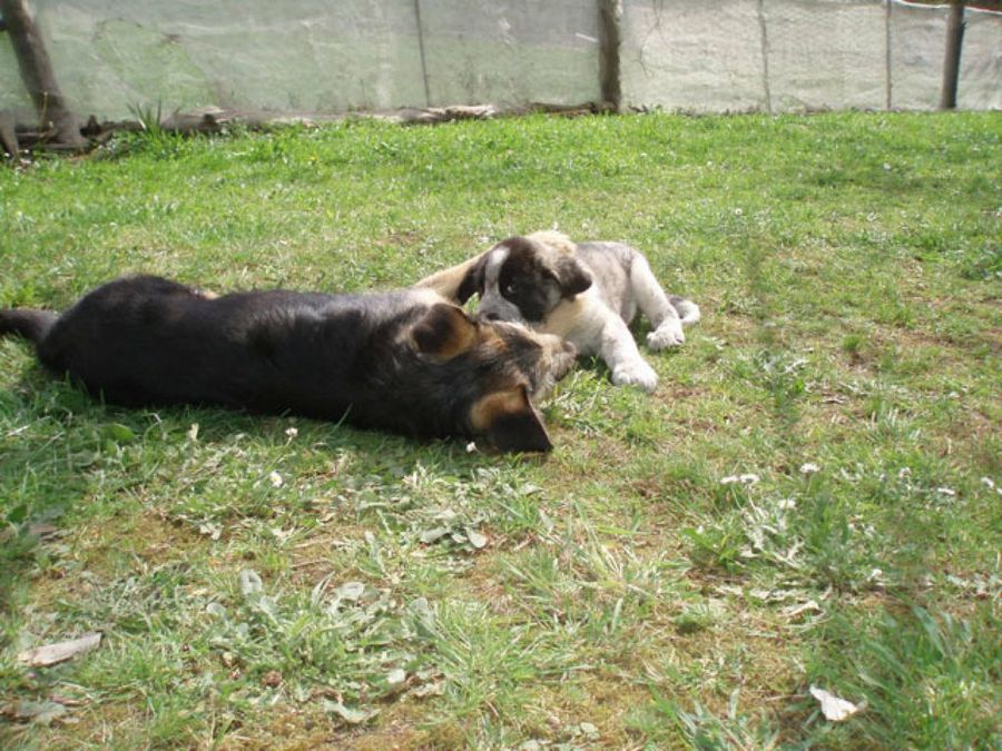 perros madre&cría