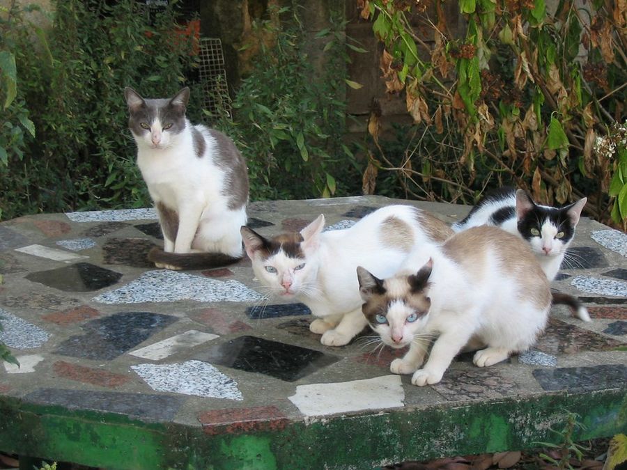cuatro gatos