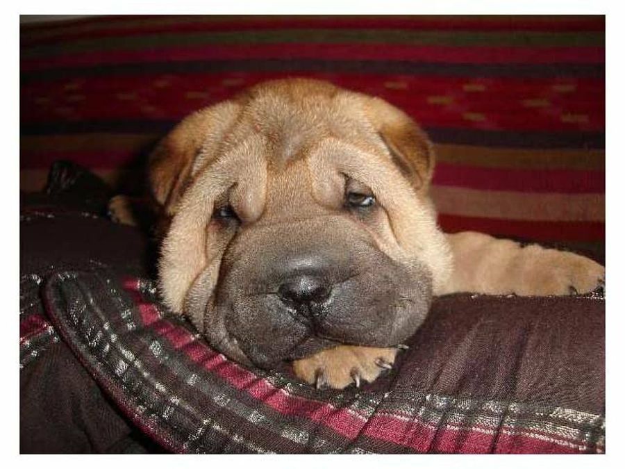 perro