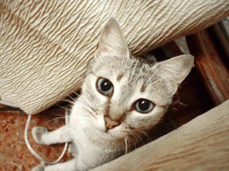 gatito