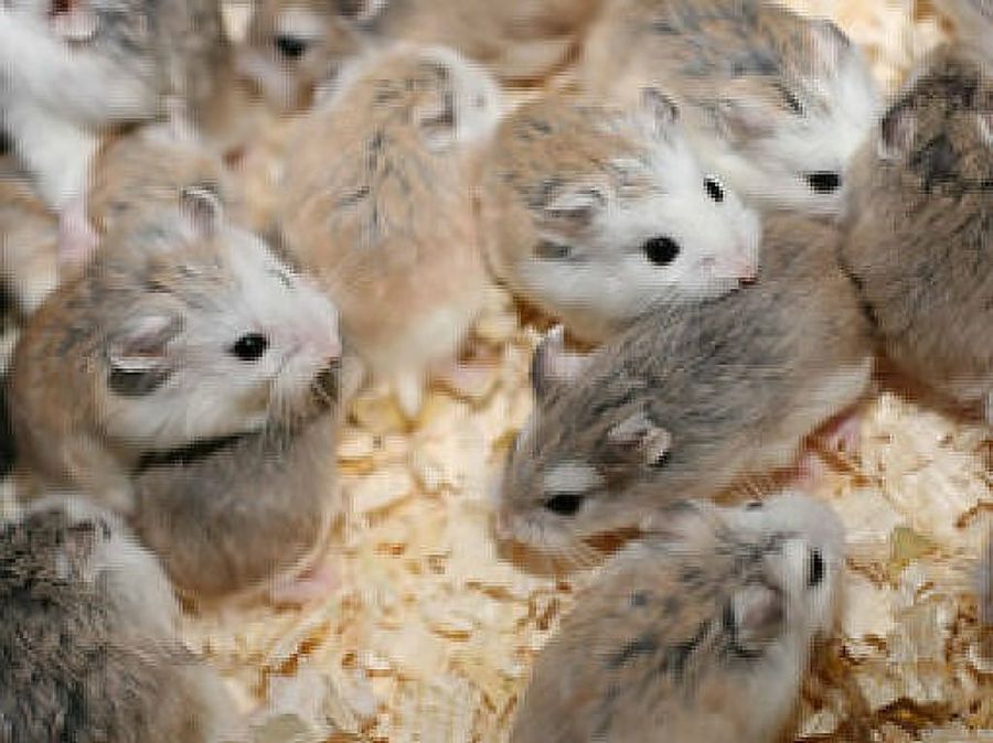 hamster