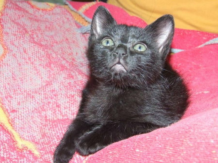 gato