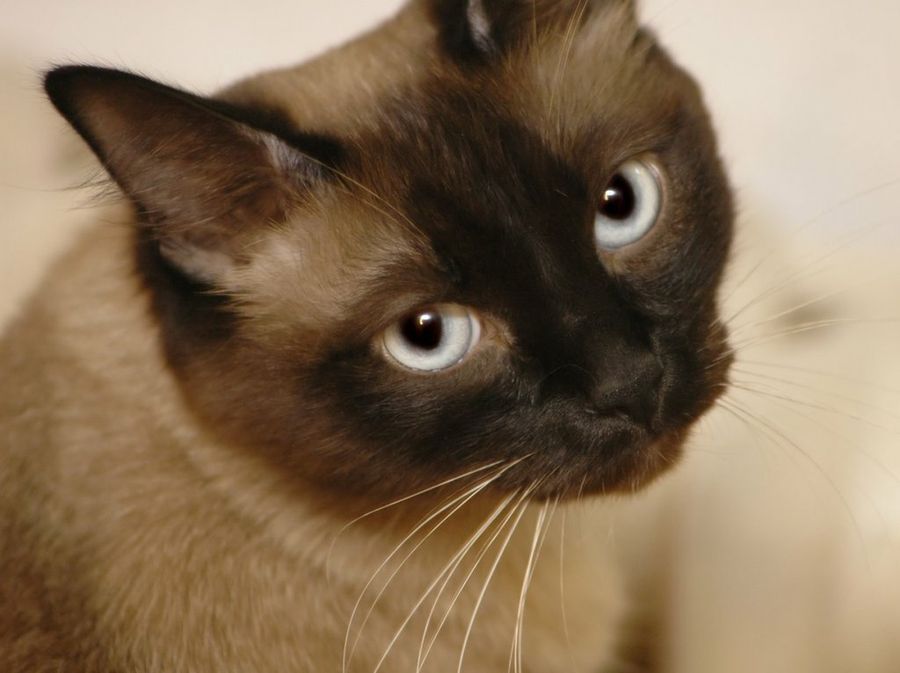 Gato
