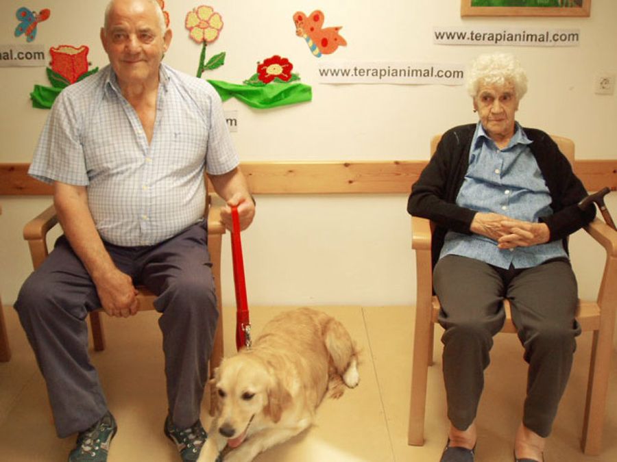perro en terapia