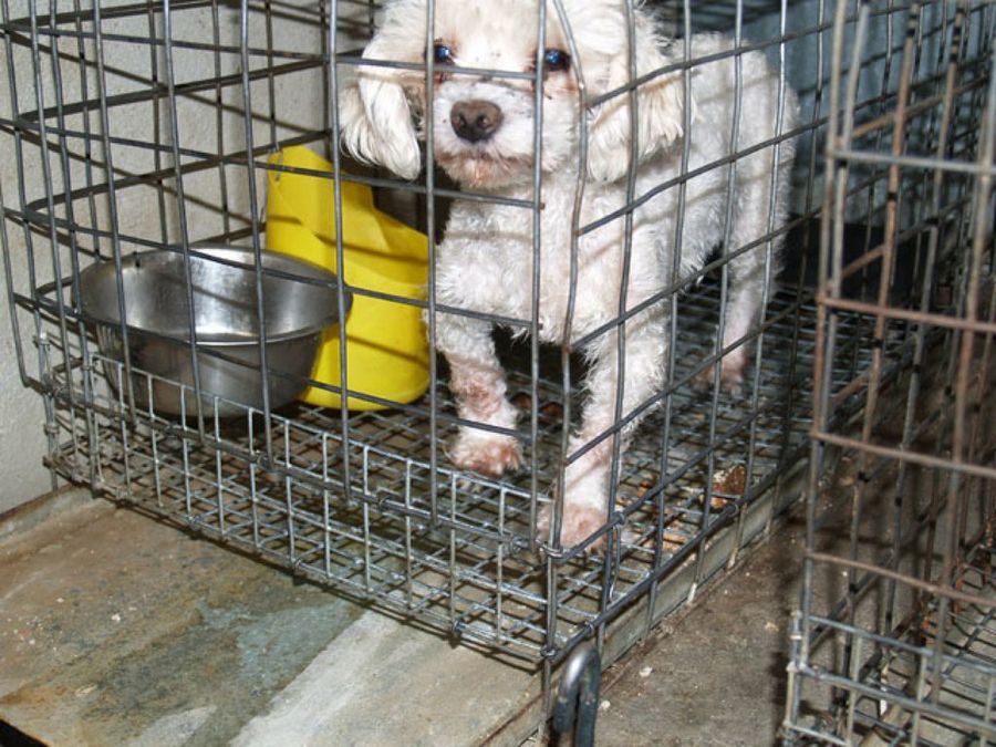 perro pequeño enfermo