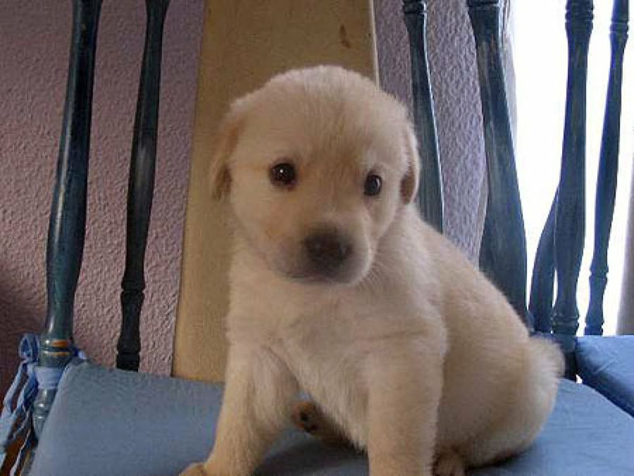 cachorro