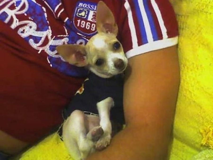 adoptar perros