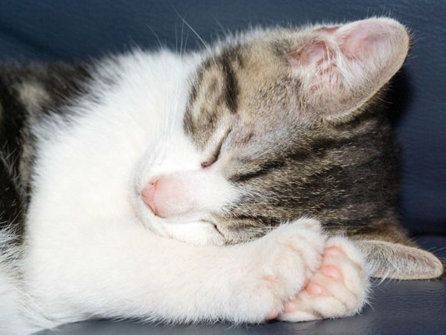 gatito dormido